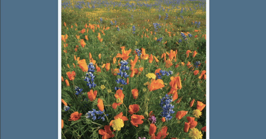 Deeper Context The Jepson Manual, second edition UC Press Blog