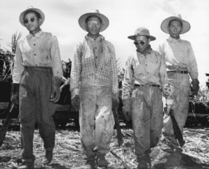 Sakadas Juan Baloran, Juan Pagoyo, Cipriano Barragado, and Julio Silga, n.d. Courtesy of Hawaiʻi State Archives.