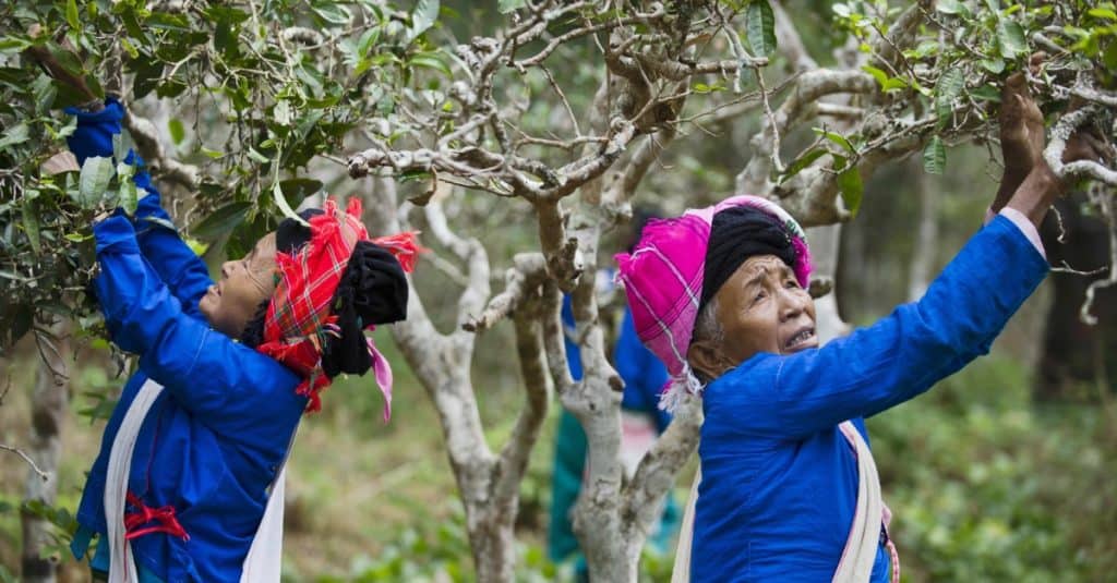 Tea farmers harvesting tea from an agroforest in southwestern China.